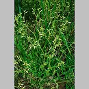 Cerastium glomeratum (rogownica skupiona)