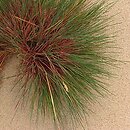 trawy - liście szczeciniaste
