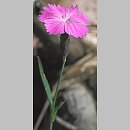 Dianthus nitidus (goÅºdzik lÅ›niÄ…cy)