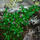 Epilobium anagallidifolium (wierzbownica drobnolistna)