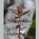 Å›wietlik salzburski (Euphrasia salisburgensis)