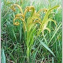 Falcaria vulgaris (sierpnica pospolita)