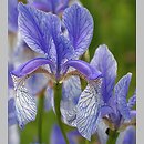 kosaciec syberyjski (Iris sibirica)
