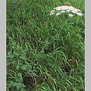 znalezisko 20070703.2.and - Laserpitium latifolium (okrzyn szerokolistny); Dolina Kobylańska, Wyż. Krakowsko-Częstochowska