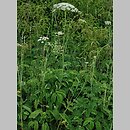 znalezisko 20080629.3.and - Laserpitium latifolium (okrzyn szerokolistny); rez. Biała Góra, Uniejów-Rędziny k. Miechowa;