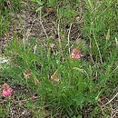 znalezisko 20070520.2.and - Onobrychis viciifolia (sparceta siewna); murawa w okolicach Miechowa