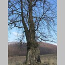znalezisko 20070218.1.and - Populus nigra (topola czarna); dolina Wisły, Kraków-Tyniec