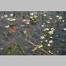 znalezisko 20070808.1.and - Ranunculus circinatus (jaskier krążkolistny); Suwalski Park Krajobrazowy