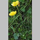 Ranunculus oreophilus (jaskier skalny)
