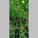 znalezisko 20080601.1.and - Ranunculus polyanthemos (jaskier wielokwiatowy); łąka w pd.-zach. części Krakowa