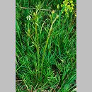 znalezisko 20080510.1.and - Ranunculus polyanthemos (jaskier wielokwiatowy); murawa w okolicy Będkowic (pd. Wyżyna Krakowsko-Częstochowska)