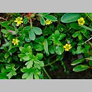 Ranunculus pygmaeus (jaskier karłowaty)