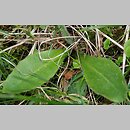Saxifraga hieracifolia (skalnica jastrzÄ™bcowata)