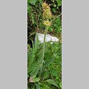 znalezisko 20070625.15.and - Saxifraga hieracifolia (skalnica jastrzębcowata); Tatry, Dolina Małej Łąki;