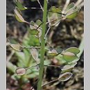 znalezisko 20090419.6.and - Thlaspi perfoliatum (tobołki przerosłe); rez. Skorocice, Ponidzie