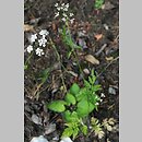 Torilis japonica (kÅ‚obuczka pospolita)