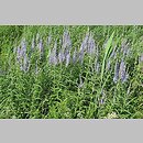 znalezisko 20040704.1.and - Veronica longifolia ssp. maritimum (przetacznik długolistny); łąki w pd.-zach. części Krakowa
