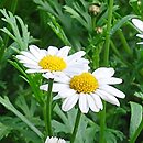 Argyranthemum frutescens Maja Bofinger