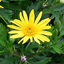 Argyranthemum frutescens Sunshine