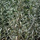 Artemisia lanata (bylica weÅ‚nista)