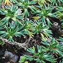 Azorella trifurcata (azorella trójwidlasta)