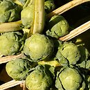 Brassica oleracea var. gemmifera (kapusta warzywna brukselska)