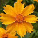 Coreopsis grandiflora Sonnekkind