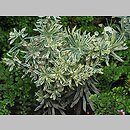 znalezisko 20100913.49.js - Euphorbia characias ssp. characias (wilczomlecz błękitnawy); Ogród Botaniczny we Wrocławiu