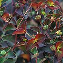 Euphorbia dulcis (wilczomlecz sÅ‚odki)