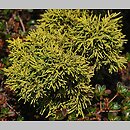 znalezisko 20110403.6.js - Juniperus chinensis (jałowiec chiński); Czechy, Ogród Botaniczny w Libercu