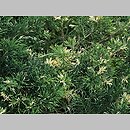 znalezisko 20070708.41.js - Juniperus chinensis (jałowiec chiński)
