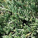 Juniperus horizontalis Yukon Belle