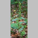 znalezisko 20070629.2.sm - Cephalanthera damasonium (buławnik wielkokwiatowy); Pogórze Orlickie, Czermna