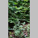 znalezisko 20070630.7.sm - Torilis japonica (kłobuczka pospolita); Kudowa-Zdrój, Góra Parkowa