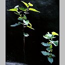 znalezisko 20070701.2.sm - Betula pubescens ssp. carpatica (brzoza omszona karpacka); Góry Stołowe, Szczeliniec Wielki