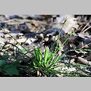 znalezisko 20070407.5.sm - Carex digitata (turzyca palczasta); Równina Torzymska, Rzepinek