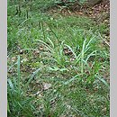 znalezisko 20070625.1.sm - Carex pendula (turzyca zwisła); Góry Bystrzyckie, okolice Pokrzywna