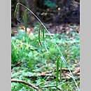 Carex pendula (turzyca zwisła)