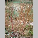 Chenopodium striatiforme (komosa drobnolistna)