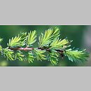 znalezisko 20070503.5.sm - Metasequoia glyptostroboides (metasekwoja chińska); Równina Torzymska, Nowy Młyn