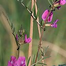 znalezisko 20070427.1.sm - Vicia angustifolia (wyka wąskolistna); Równina Torzymska, Rzepinek