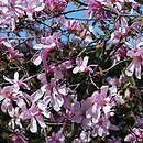 znalezisko 20110410.40.js - Magnolia ×loebneri ‘Leonard Messel’