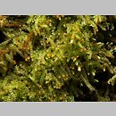 znalezisko 00010000.106.jmak - Nowellia curvifolia (nowellia krzywolistna)
