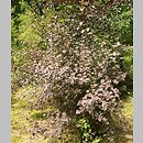 znalezisko 20080526.1.js - Physocarpus opulifolius (pęcherznica kalinolistna); Arboretum w Kórniku