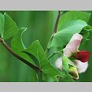 znalezisko 20110618.1.js - Pisum sativum ssp. arvense (groch zwyczajny polny); Falsztyn