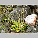 znalezisko 20070703.1.js - Pyrola rotundifolia (gruszyczka okrągłolistna); Góry Kaczawskie