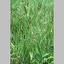 znalezisko 19990600.2.sm - Carex hartmanii (turzyca Hartmana); Pogórze Orlickie, Słone