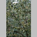 Betula pubescens (brzoza omszona)