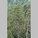znalezisko 20050813.3.sm - Pinus ×rhaetica (sosna drzewokosa); Góry Bystrzyckie, rezerwat przyrody 