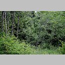 znalezisko 20080621.1.sm - Alnus incana (olsza szara); Góry Bystrzyckie, Lasówka, nad Czarnym Potokiem